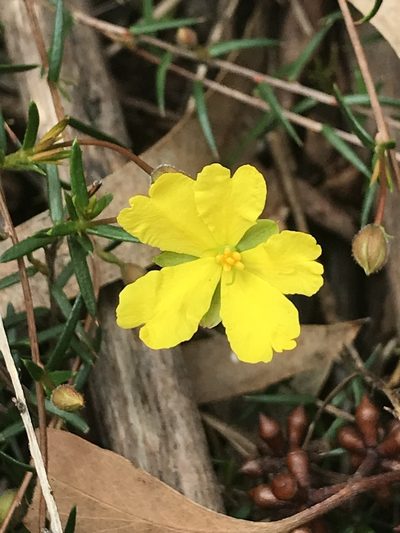 Hibbertia acicularis, photographed by Steve Llewellyn