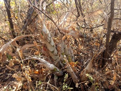 Cyrtopodium macrobulbon, photographed by Rafael Cano