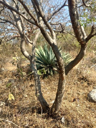 Agave collina, photographed by Rafael Cano