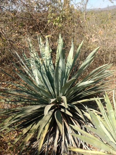 Agave collina, photographed by Rafael Cano