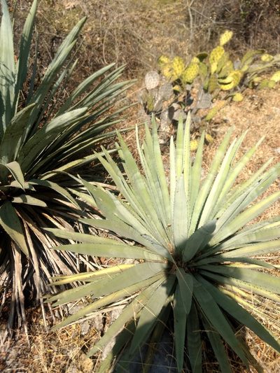 Agave collina, photographed by Rafael Cano