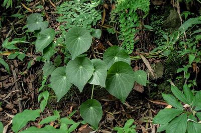 Peperomia ampla, photographed by Rafael Cano