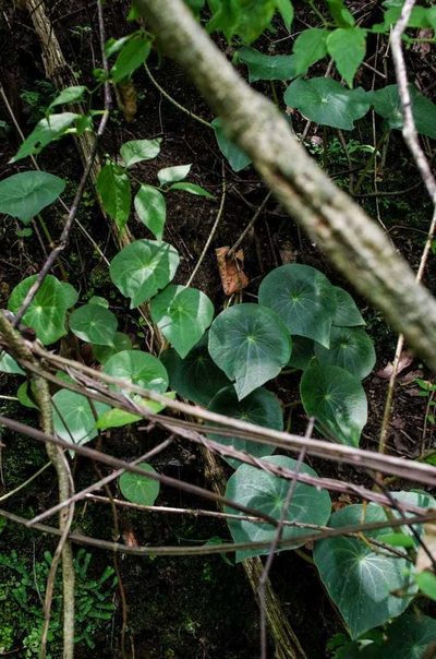 Peperomia ampla, photographed by Rafael Cano