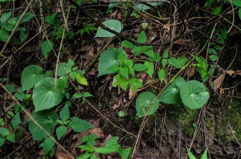 Peperomia ampla, photographed by Rafael Cano
