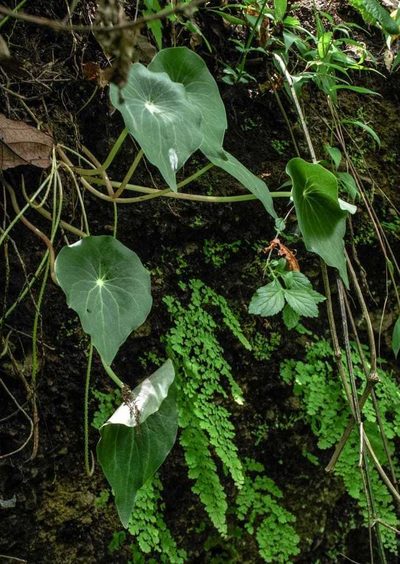 Peperomia ampla, photographed by Rafael Cano