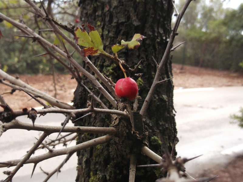 Crataegus azarolus, photographed by Dyhia YOUSFI