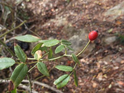 Rosa sempervirens, photographed by Dyhia YOUSFI