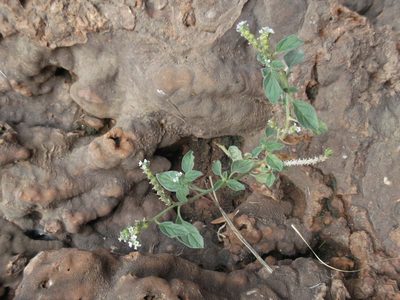 Heliotropium europaeum, photographed by Dyhia YOUSFI