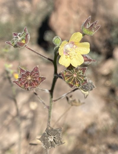 Anoda lanceolata, photographed by Daniel McNair