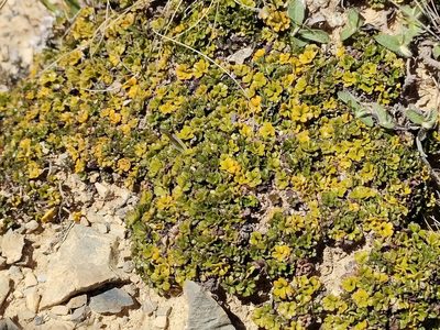 Azorella hydrocotyloides, photographed by Tom Ferguson