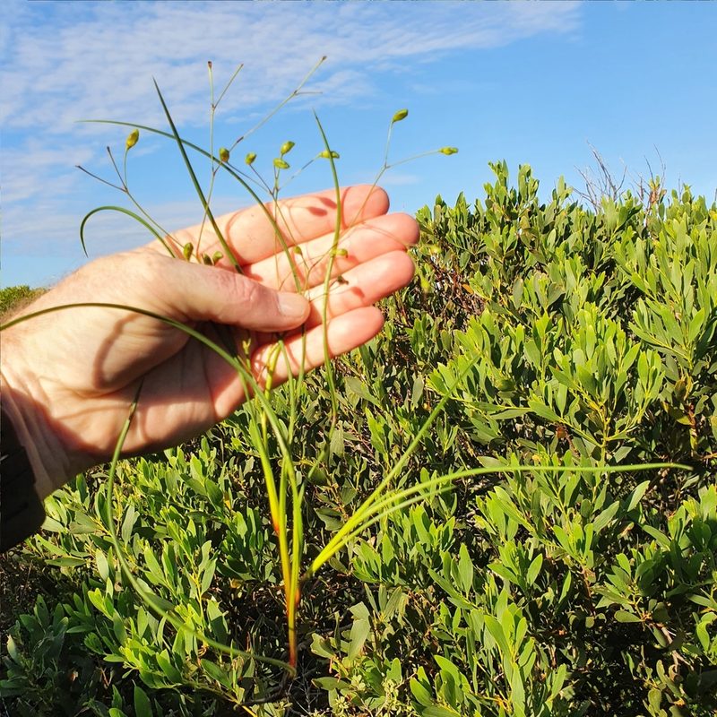 Thelionema umbellatum, photographed by ronavery