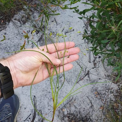 Thelionema umbellatum, photographed by ronavery