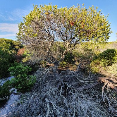 Banksia ericifolia, photographed by ronavery