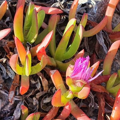 Carpobrotus glaucescens, photographed by ronavery