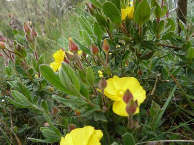 Cistus lasianthus, photographed by Andreas Taeger