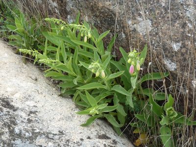 Digitalis thapsi, photographed by Andreas Taeger