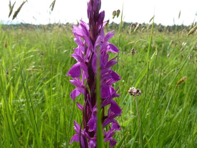 Dactylorhiza elata, photographed by Andreas Taeger