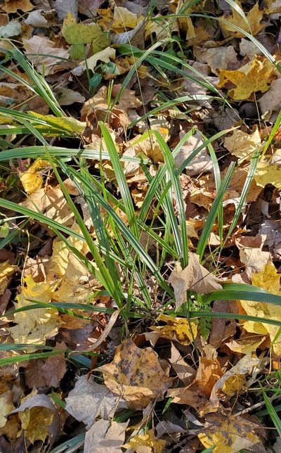 Diarrhena americana, photographed by Terri Koontz