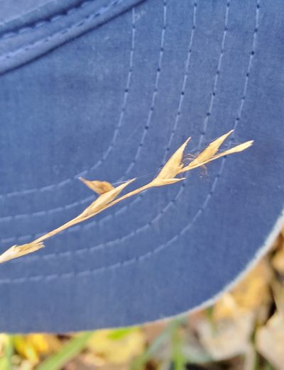 Diarrhena americana, photographed by Terri Koontz