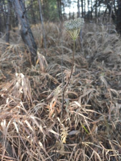 Seseli condensatum, photographed by Юлия