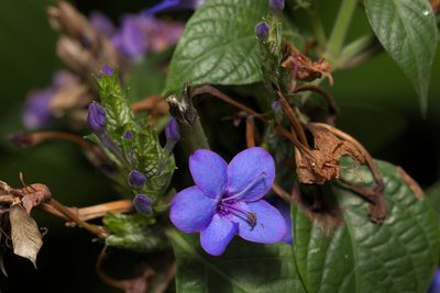 Eranthemum pulchellum, photographed by portioid