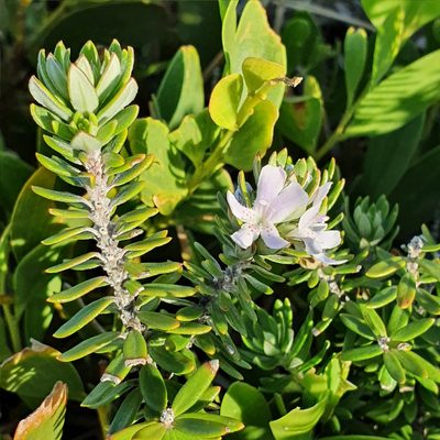 Westringia fruticosa, photographed by ronavery