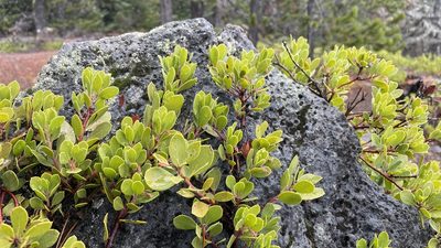 Arctostaphylos nevadensis, photographed by Hilary Rose Dawson