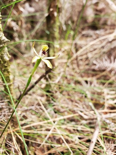 Caladenia atradenia, photographed by rempson