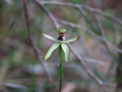 Caladenia atradenia, photographed by rempson