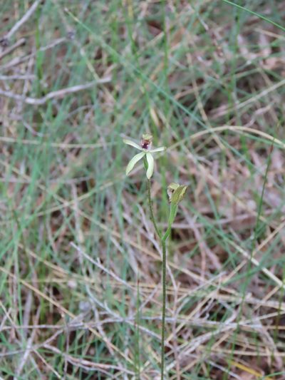 Caladenia atradenia, photographed by rempson