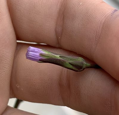 Lactuca graminifolia, photographed by natalie
