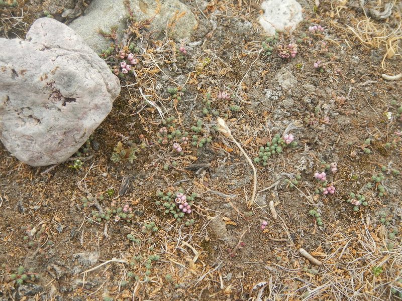Myricaria prostrata, photographed by Chao Shi
