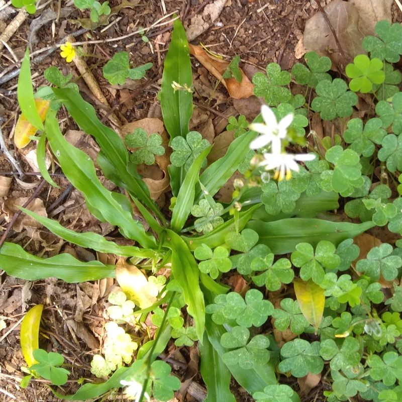 Chlorophytum modestum, photographed by Rosemary Harrison
