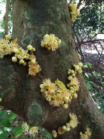 Drypetes natalensis, photographed by Rosemary Harrison
