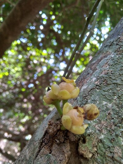Drypetes natalensis, photographed by Rosemary Harrison