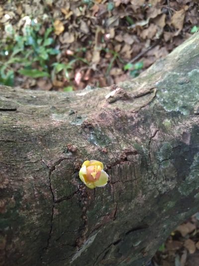 Drypetes natalensis, photographed by Rosemary Harrison