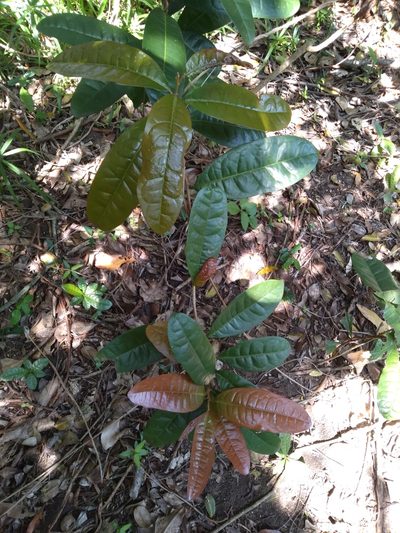 Acridocarpus natalitius, photographed by Rosemary Harrison