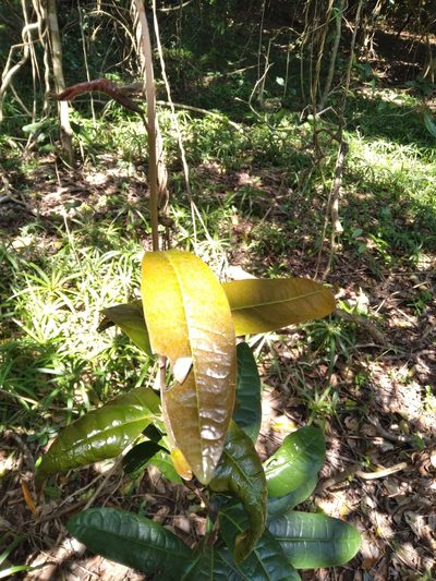 Acridocarpus natalitius, photographed by Rosemary Harrison