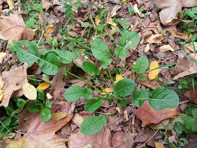 Rumex pulcher, photographed by Josep Gesti