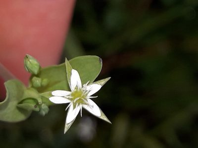 Stellaria uliginosa, photographed by naturewatchwidow