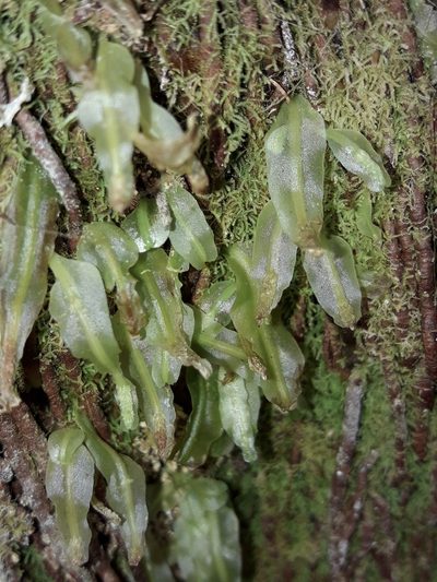 Symphyogyna subsimplex, photographed by naturewatchwidow