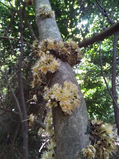Drypetes natalensis, photographed by Rosemary Harrison