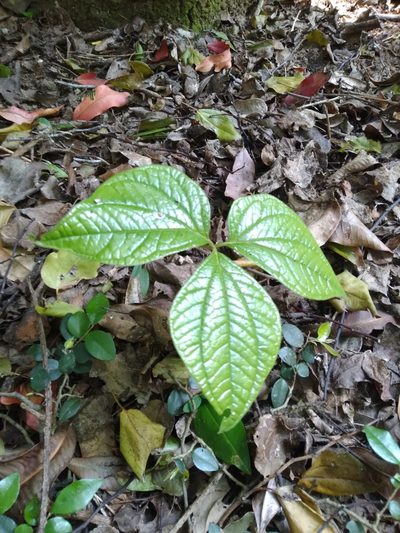 Dioscorea dregeana, photographed by Rosemary Harrison