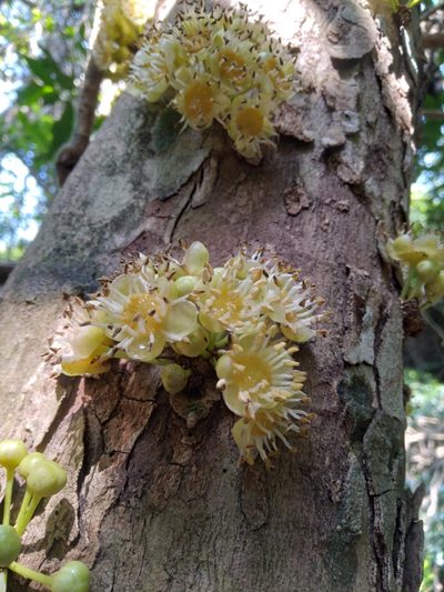 Drypetes natalensis, photographed by Rosemary Harrison