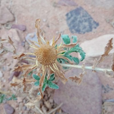 Asteriscus graveolens, photographed by A'yube AbuRabia