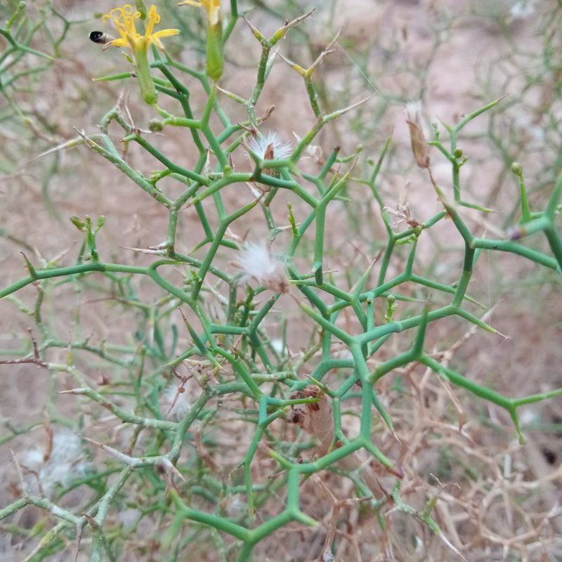 Launaea spinosa, photographed by A'yube AbuRabia