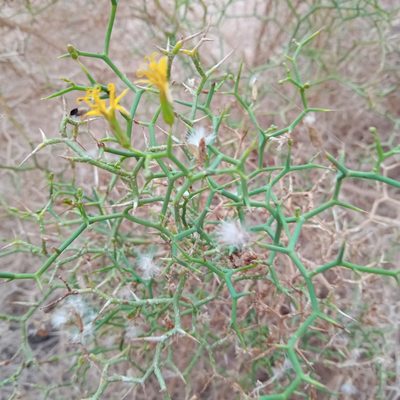 Launaea spinosa, photographed by A'yube AbuRabia