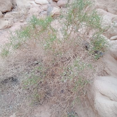 Launaea spinosa, photographed by A'yube AbuRabia