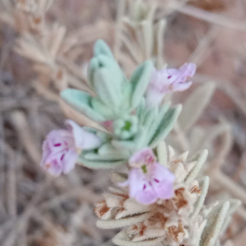 Stachys aegyptiaca, photographed by A'yube AbuRabia