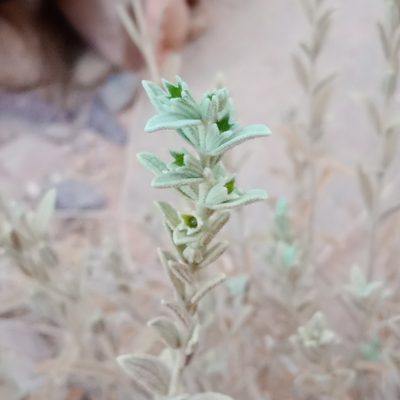 Stachys aegyptiaca, photographed by A'yube AbuRabia